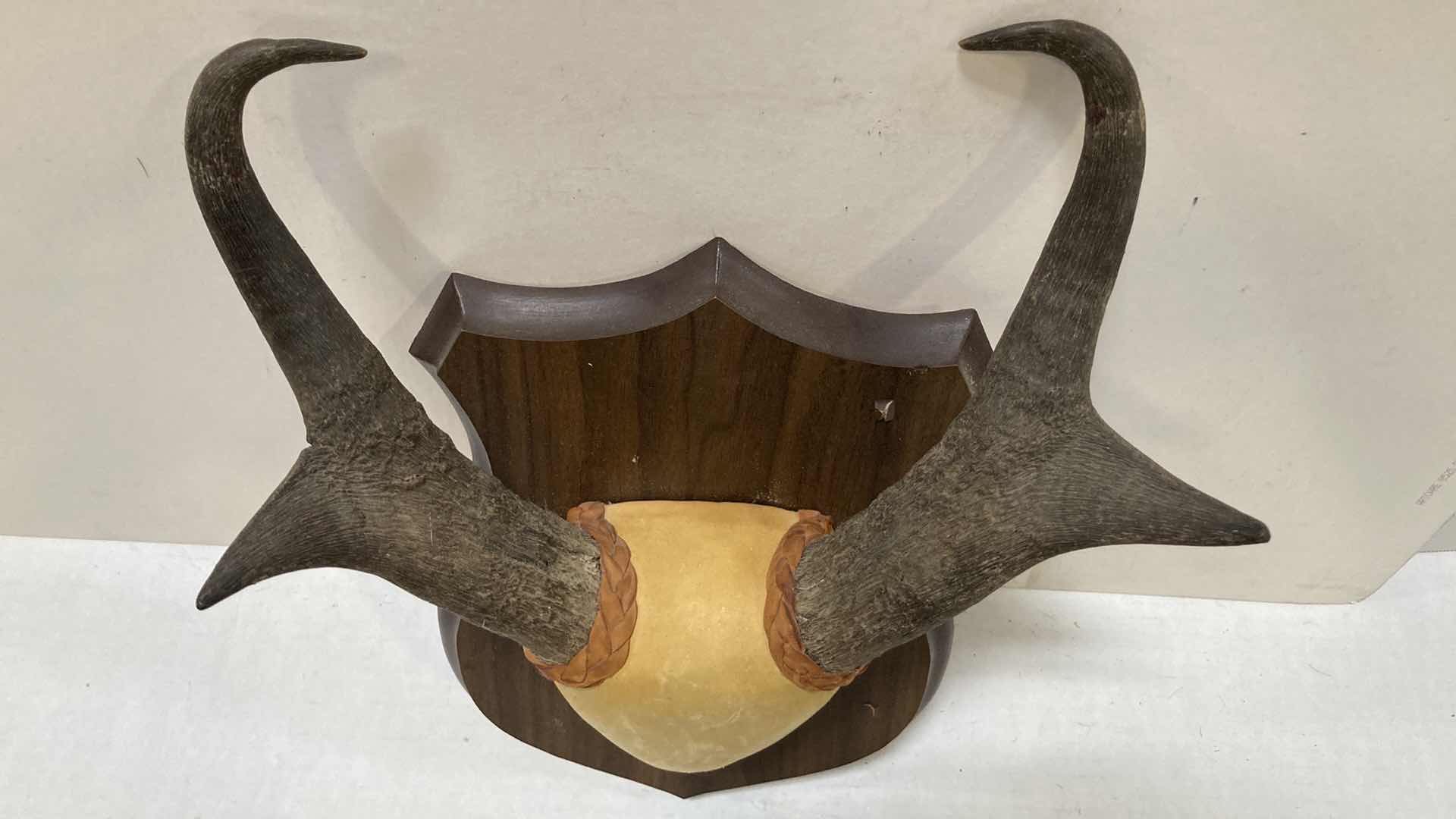 Photo 1 of PRONG HORN ANTELOPE ANTLERS ON WOOD MOUNT 12” X 6” H 15”