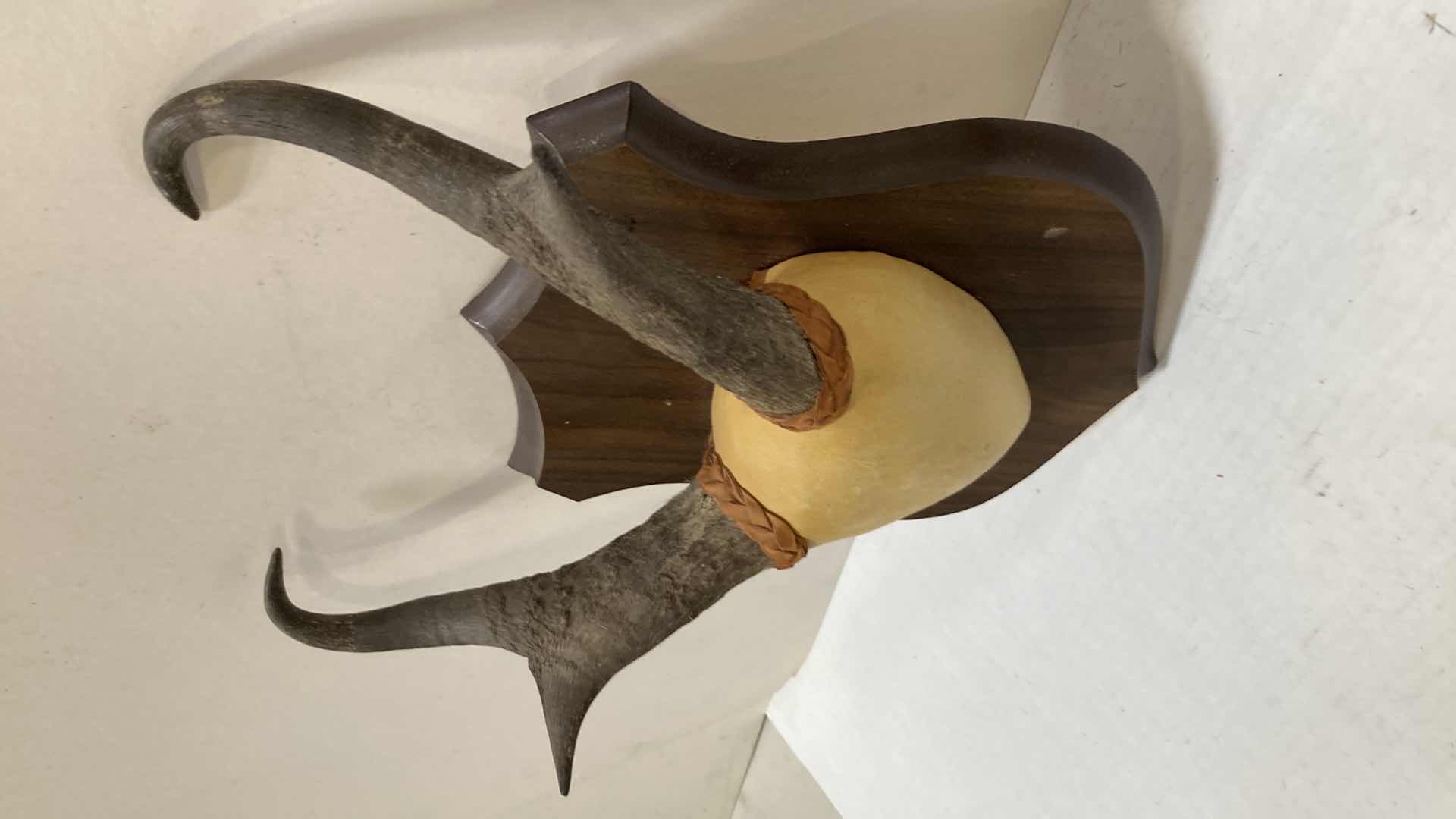 Photo 1 of PRONG HORN ANTELOPE ANTLERS ON WOOD MOUNT 12” X 6” H 15”