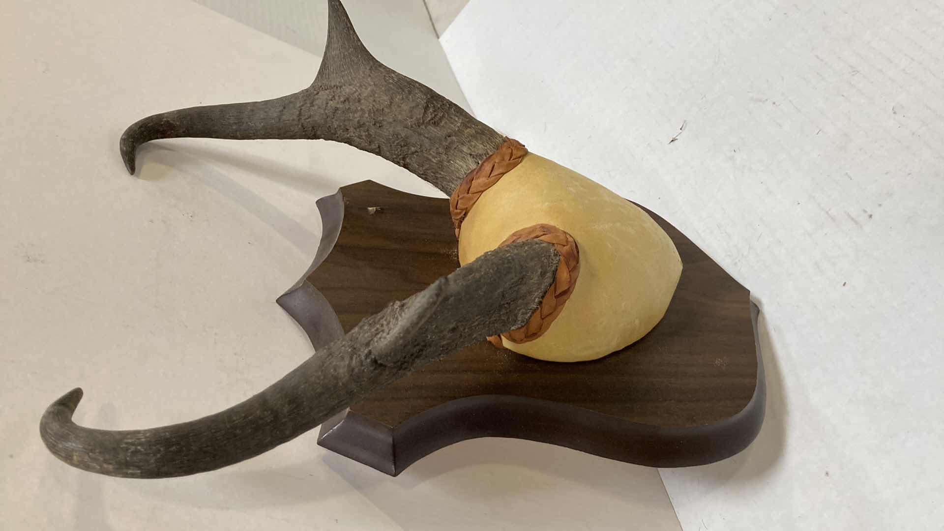 Photo 1 of PRONG HORN ANTELOPE ANTLERS ON WOOD MOUNT 12” X 6” H 15”