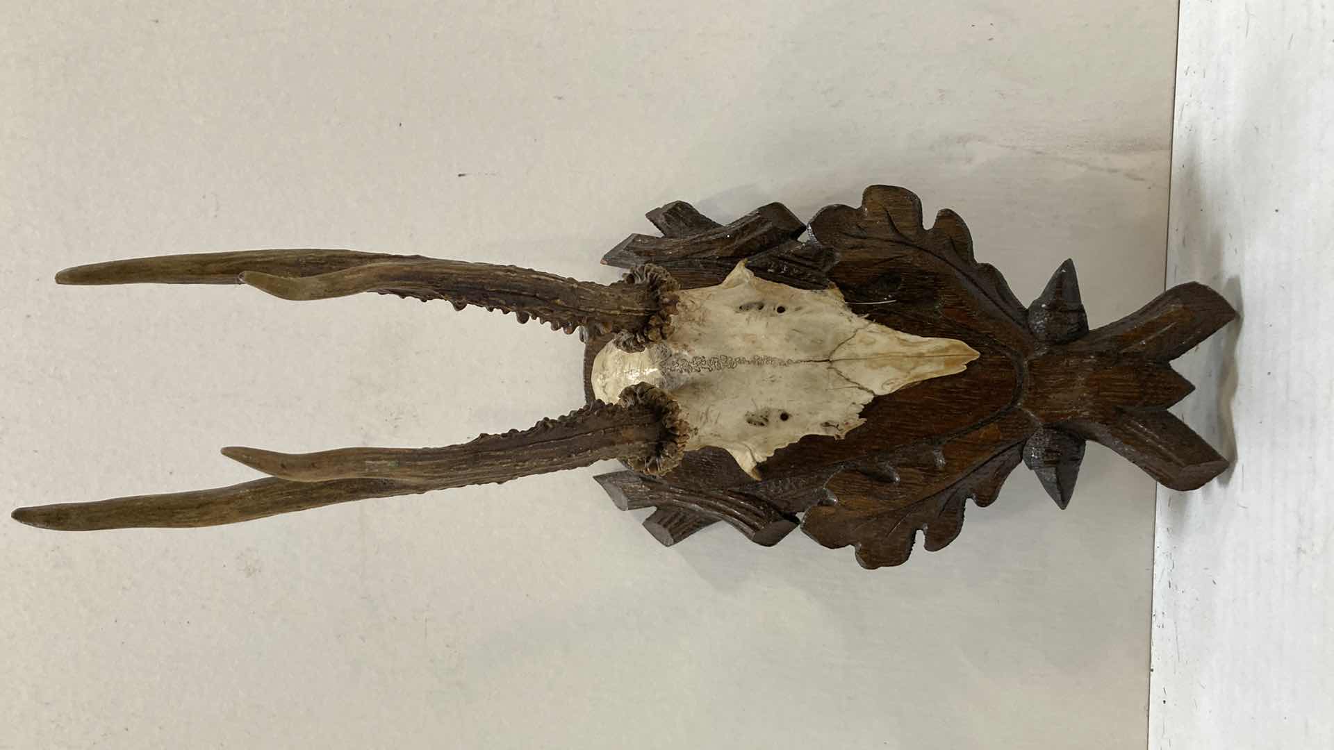 Photo 3 of RED DEER ANTLERS ON CARVED WOOD MOUNT 5” X 8” H 13”