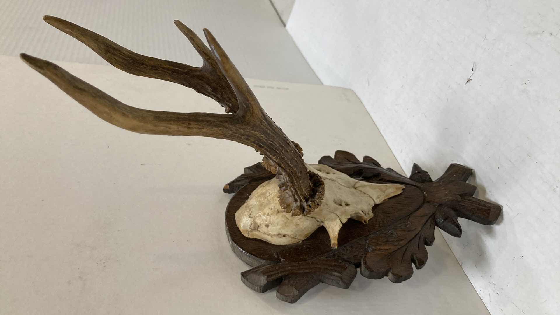 Photo 1 of RED DEER ANTLERS ON CARVED WOOD MOUNT 5” X 8” H 13”