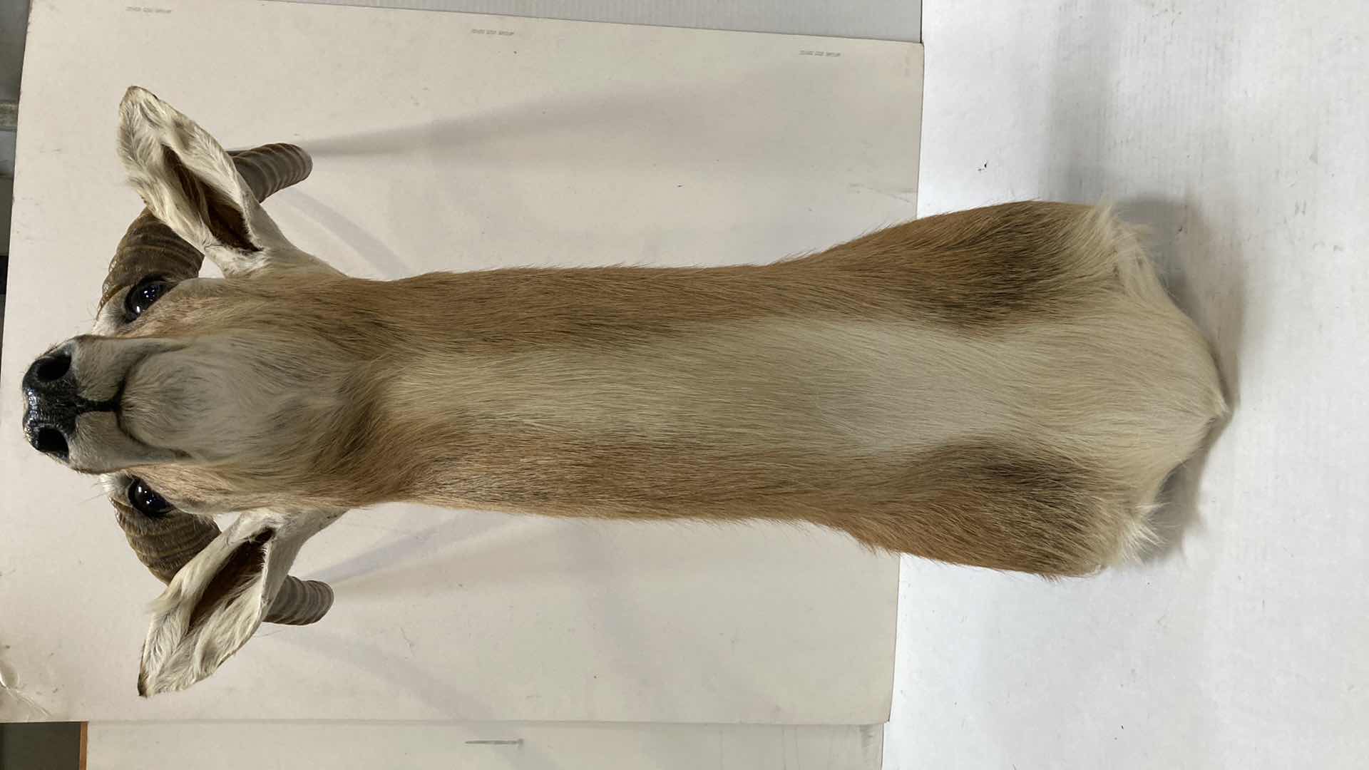 Photo 1 of LECHWE 21” X 24” H 39”