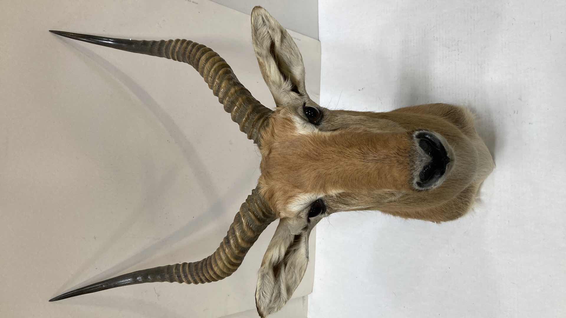 Photo 1 of LECHWE 21” X 24” H 39”