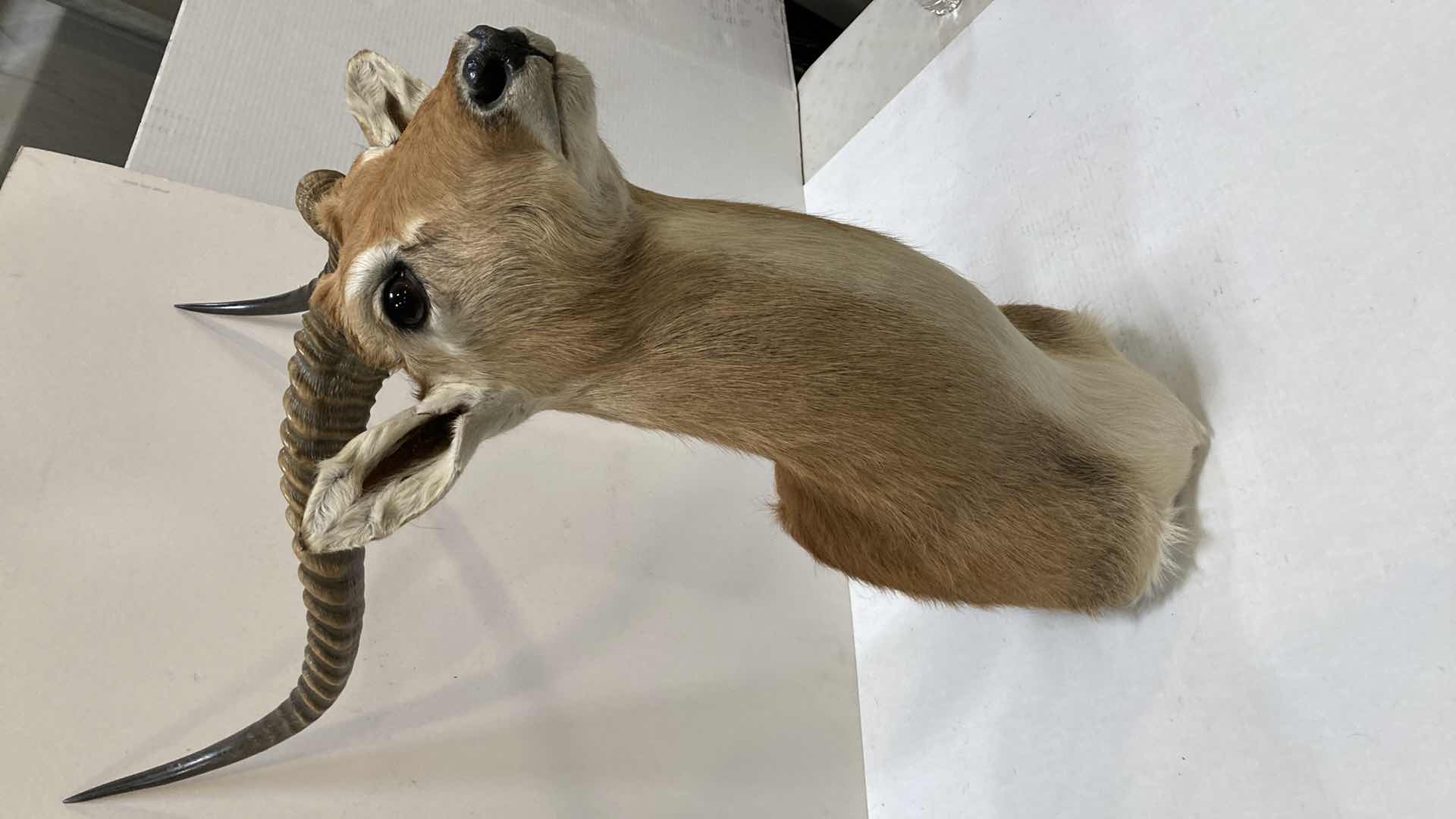 Photo 1 of LECHWE 21” X 24” H 39”