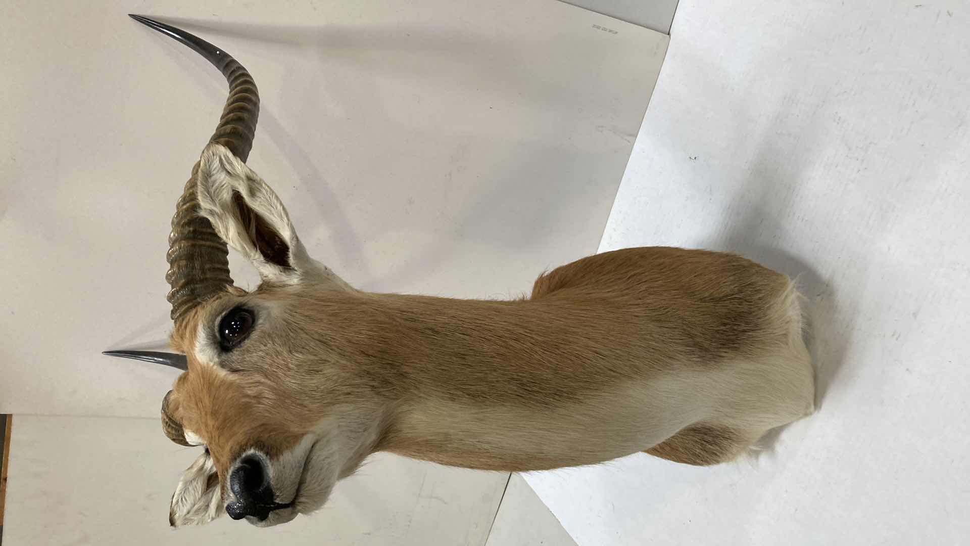 Photo 1 of LECHWE 21” X 24” H 39”