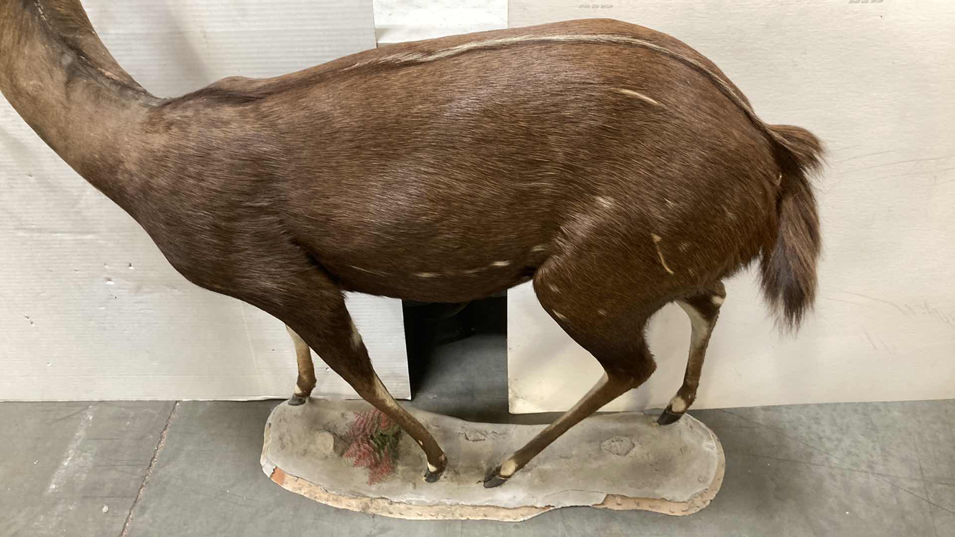 Photo 1 of CAPE BUSH BUCK FULL BODY ON PLATFORM 16” X 51” H 52”