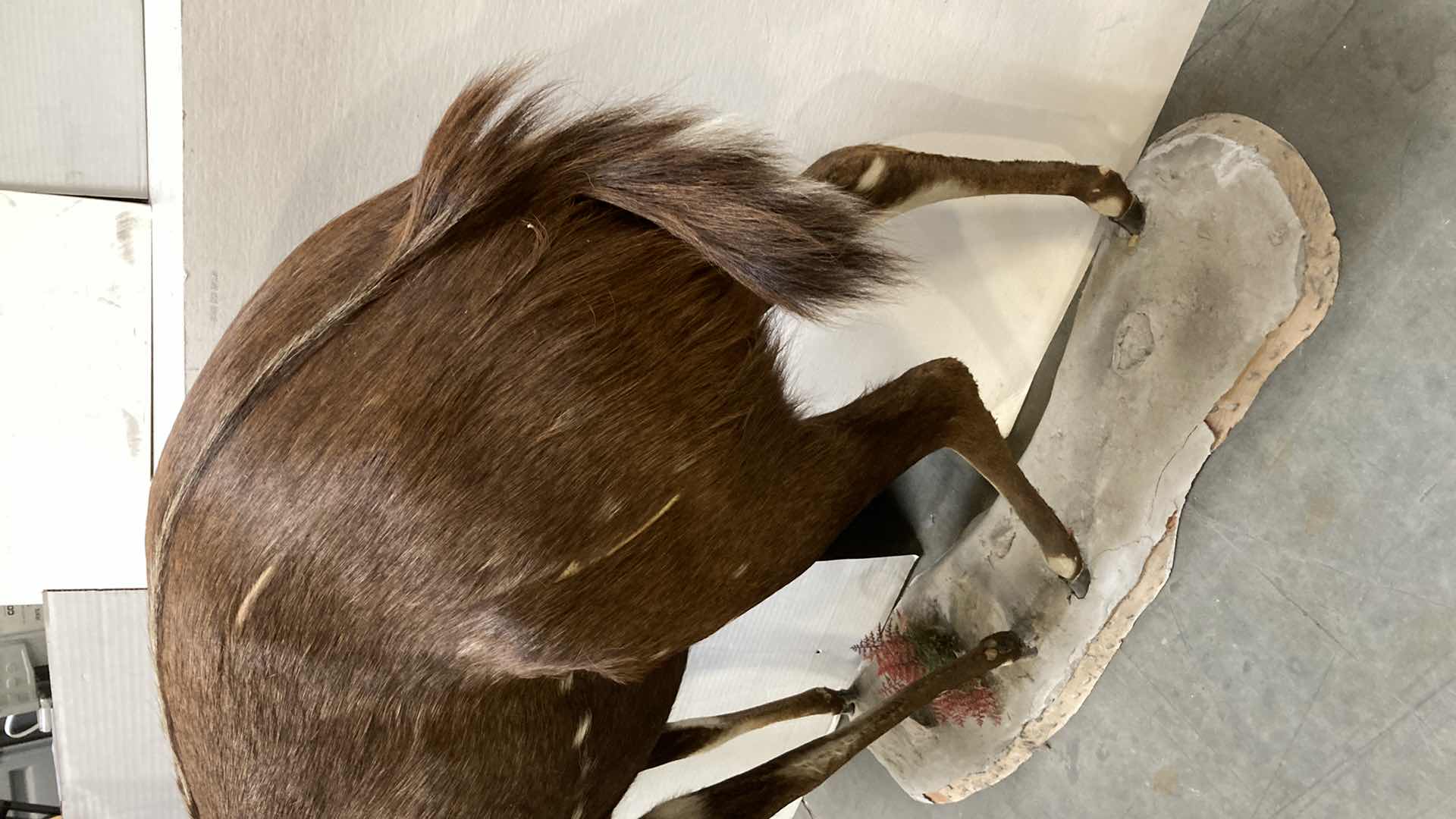 Photo 1 of CAPE BUSH BUCK FULL BODY ON PLATFORM 16” X 51” H 52”