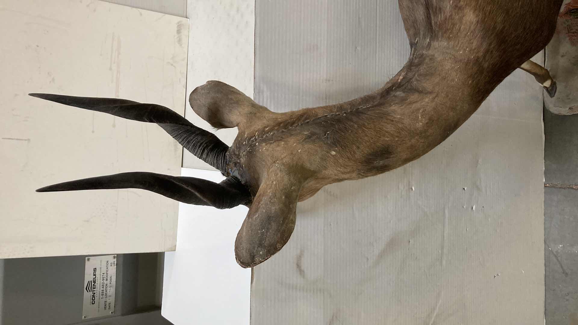 Photo 1 of CAPE BUSH BUCK FULL BODY ON PLATFORM 16” X 51” H 52”