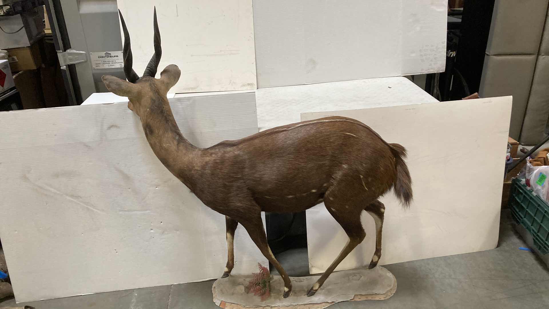 Photo 1 of CAPE BUSH BUCK FULL BODY ON PLATFORM 16” X 51” H 52”