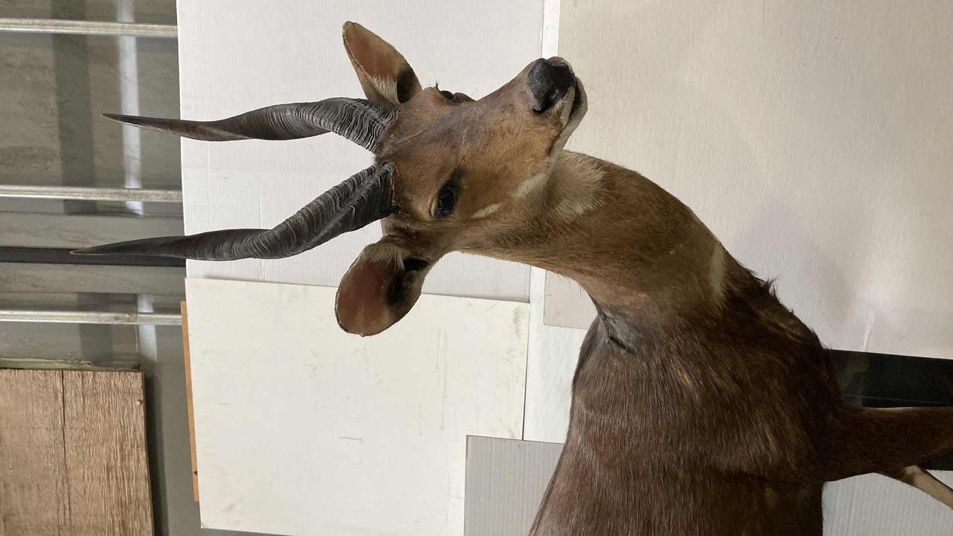 Photo 1 of CAPE BUSH BUCK FULL BODY ON PLATFORM 16” X 51” H 52”