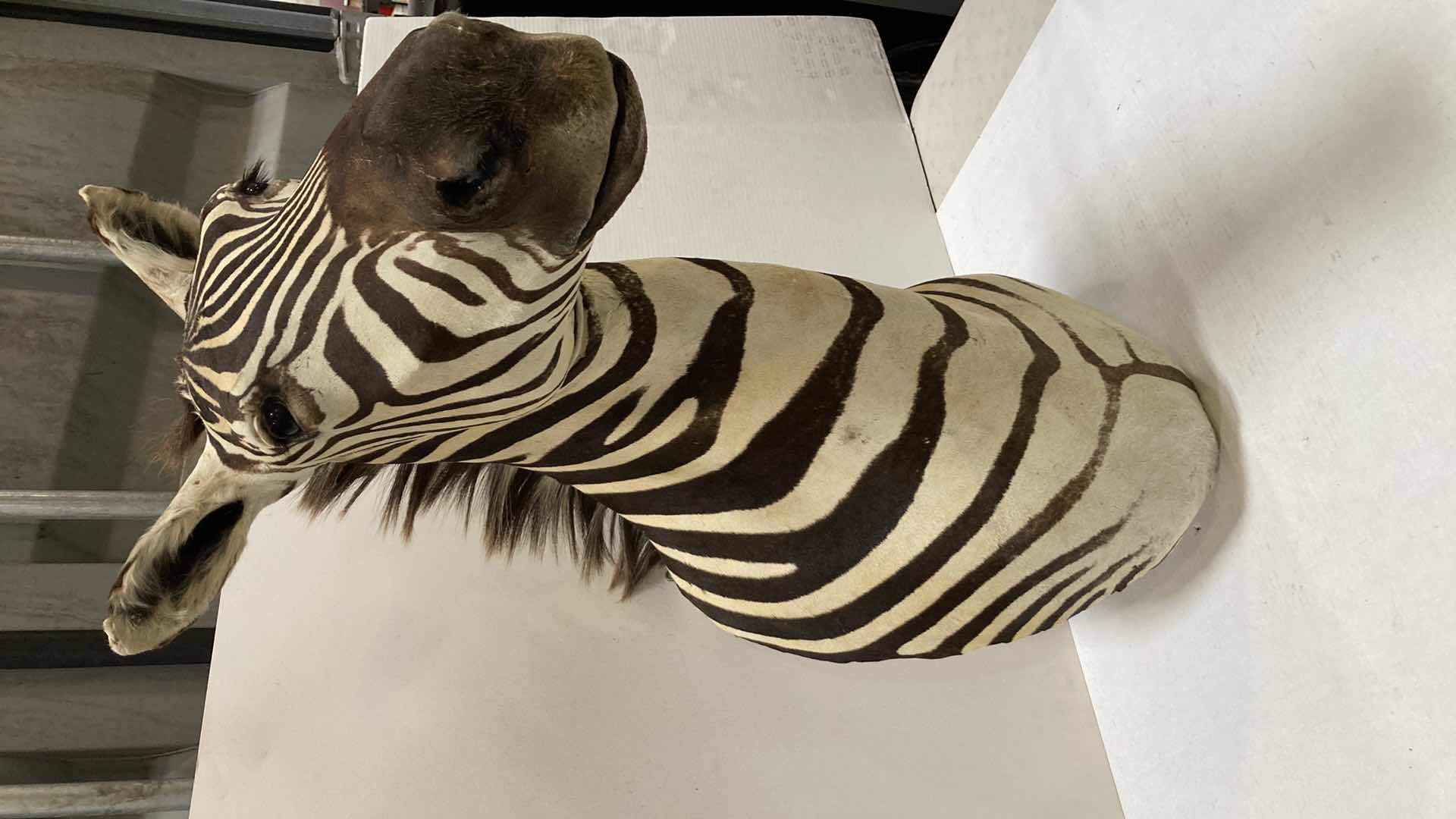 Photo 1 of ZEBRA 16” X 35” H 33”