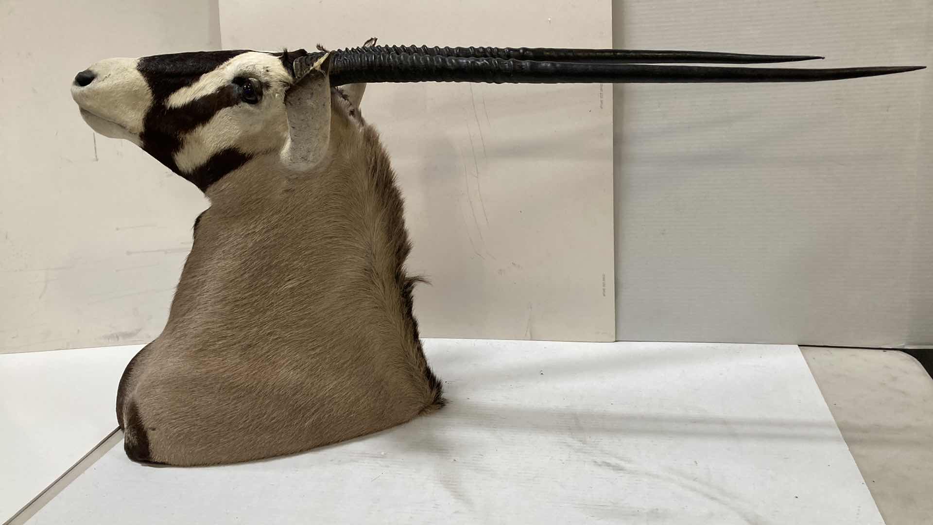 Photo 1 of GEMSBOK (REMOVABLE HORNS) 13” X 26” H 50”