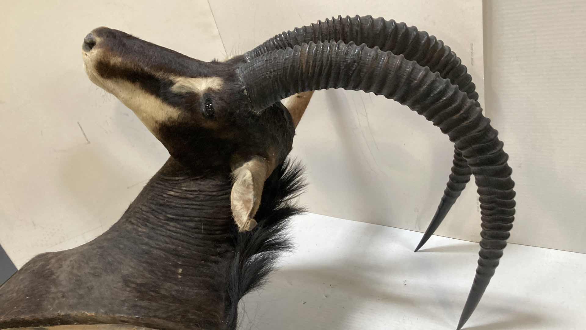 Photo 7 of SABLE ANTELOPE 16” X 36” H 47”
