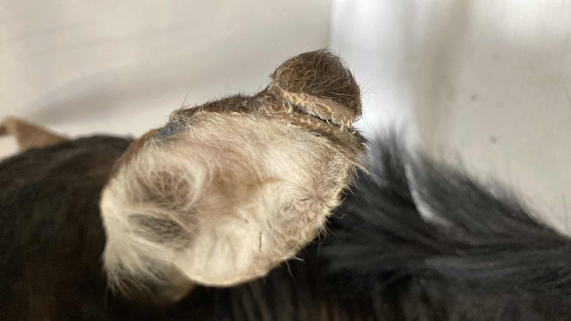 Photo 8 of SABLE ANTELOPE 16” X 36” H 47”