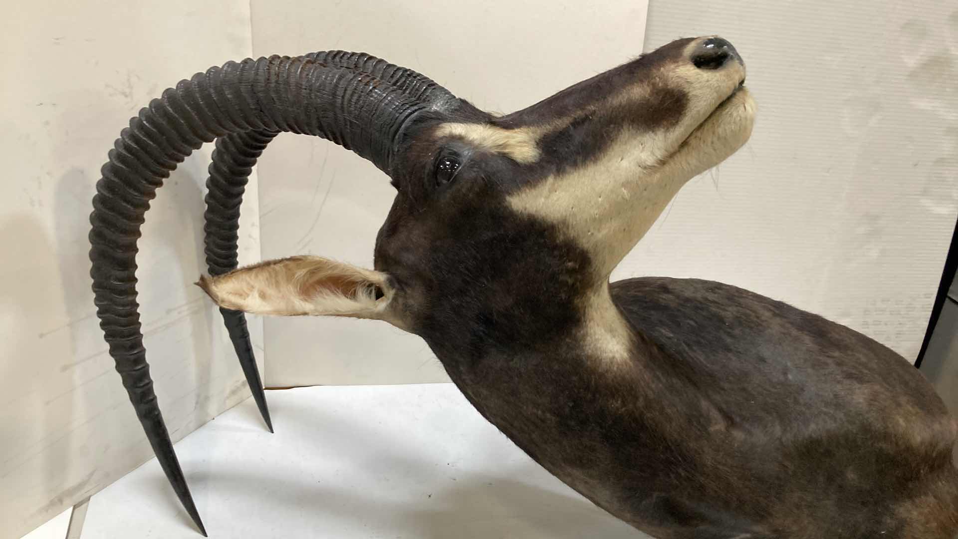 Photo 1 of SABLE ANTELOPE 16” X 36” H 47”