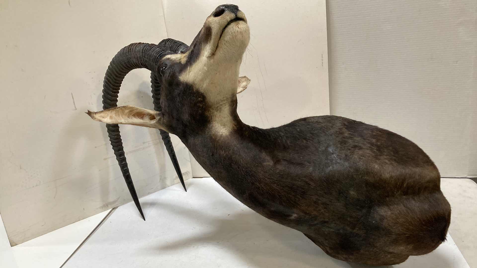 Photo 4 of SABLE ANTELOPE 16” X 36” H 47”