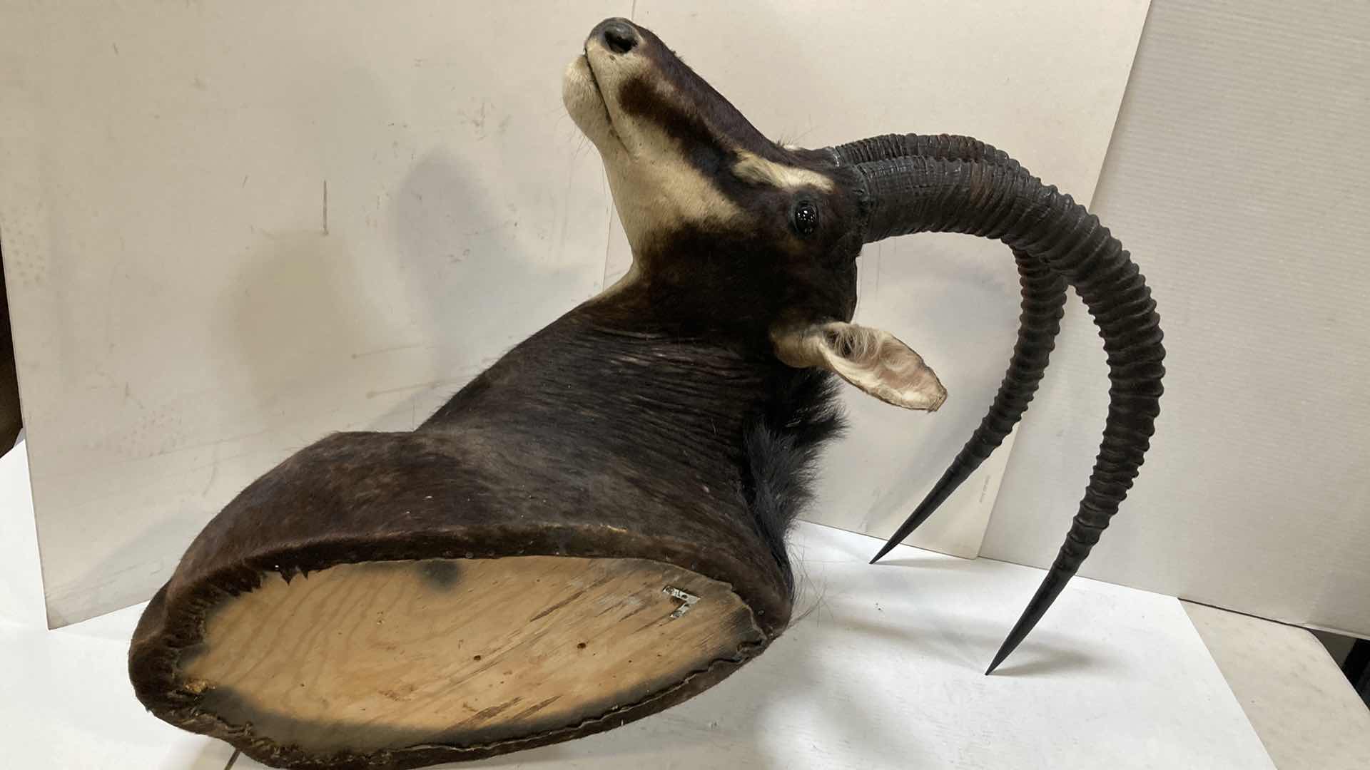 Photo 6 of SABLE ANTELOPE 16” X 36” H 47”