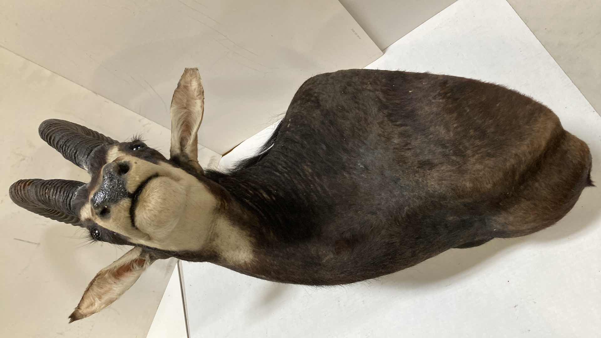 Photo 2 of SABLE ANTELOPE 16” X 36” H 47”