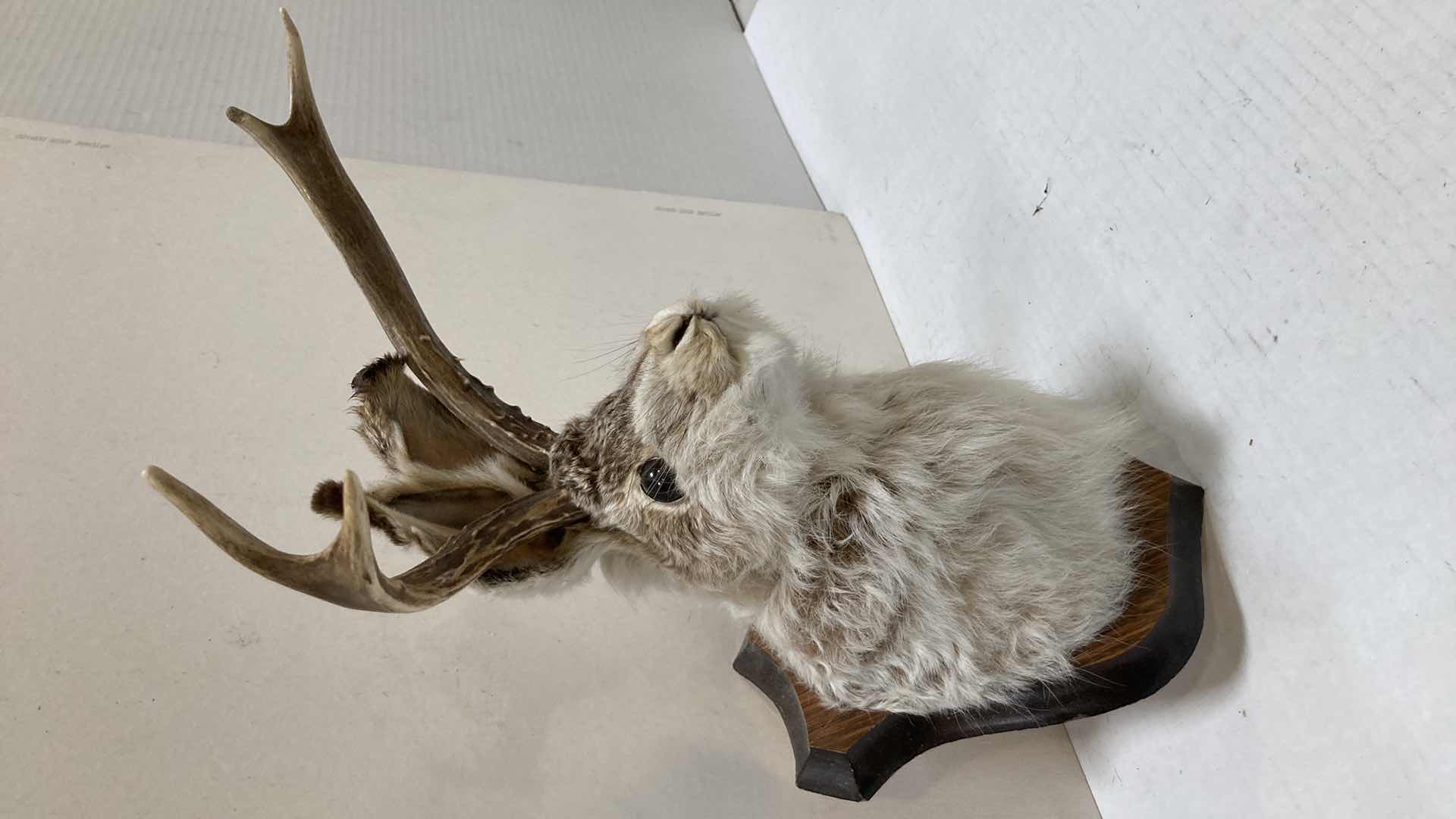 Photo 1 of JACKALOPE ON WOOD MOUNT 10” X 12” H 13”