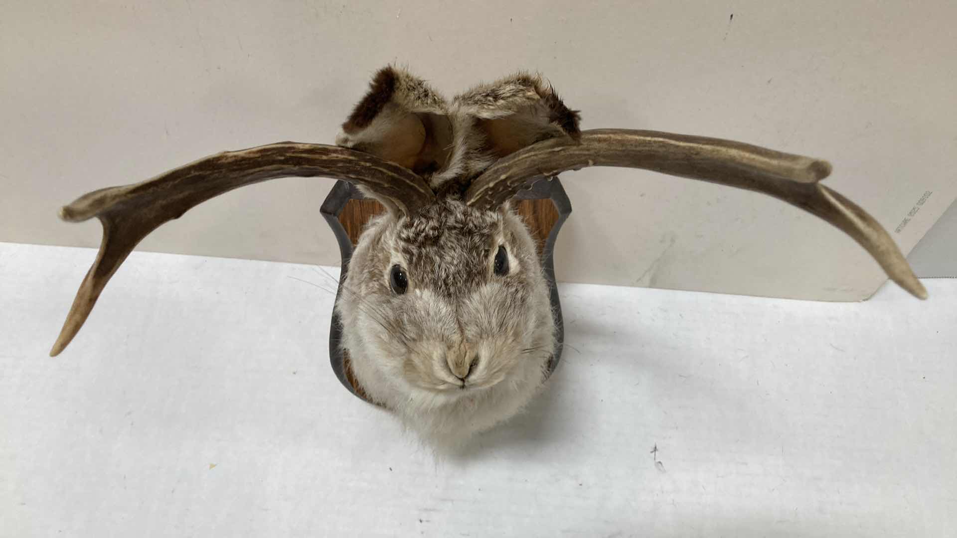 Photo 1 of JACKALOPE ON WOOD MOUNT 10” X 12” H 13”