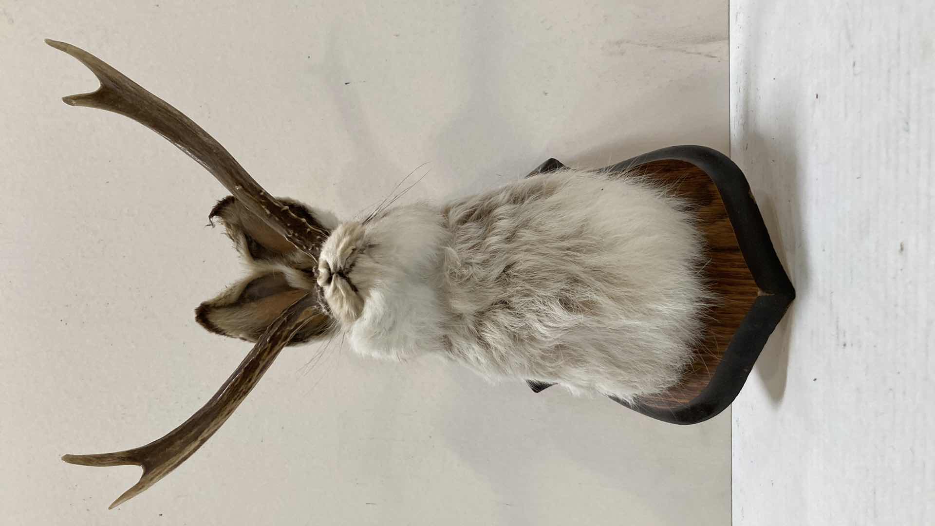 Photo 1 of JACKALOPE ON WOOD MOUNT 10” X 12” H 13”