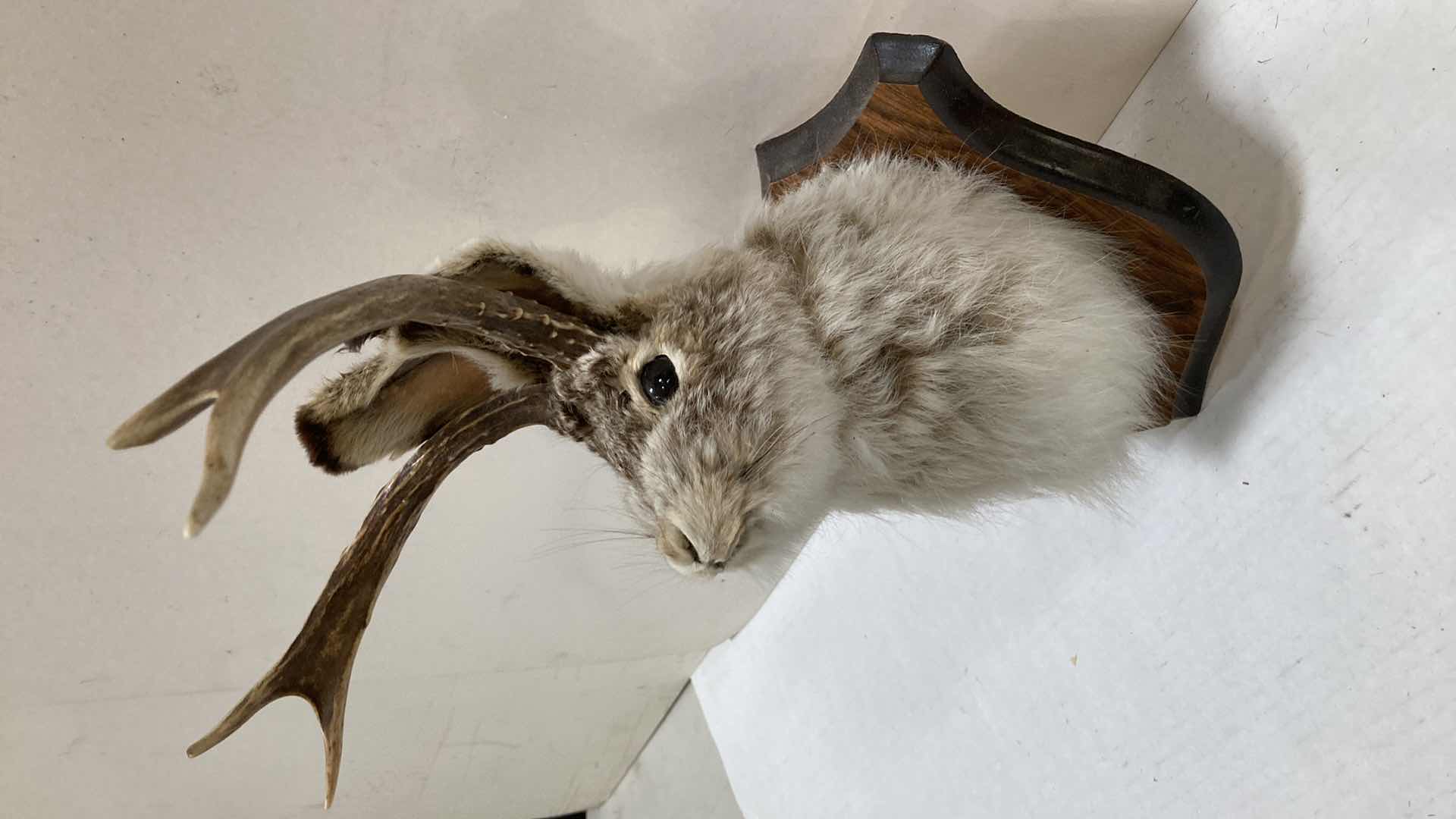 Photo 1 of JACKALOPE ON WOOD MOUNT 10” X 12” H 13”