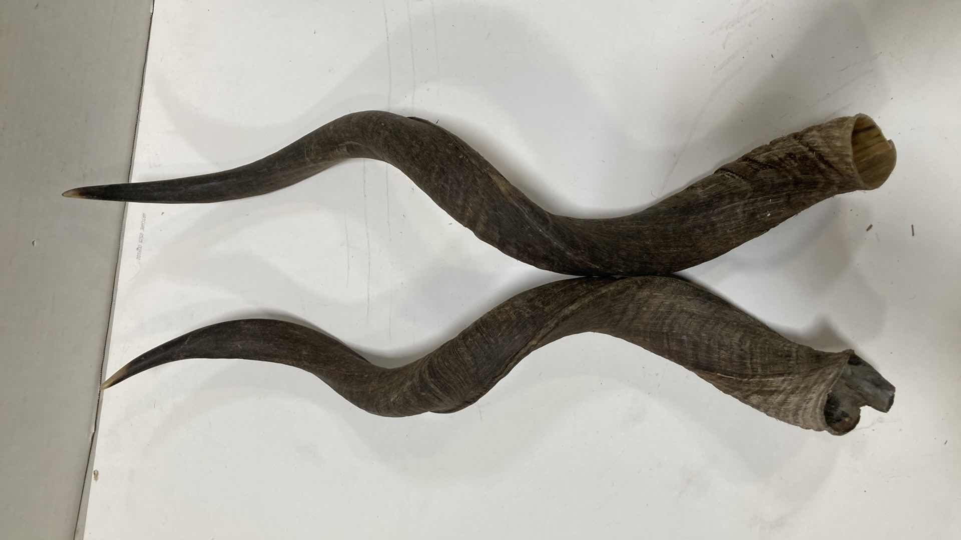 Photo 1 of KUDU HORNS (2) 6” X 5” H 26”