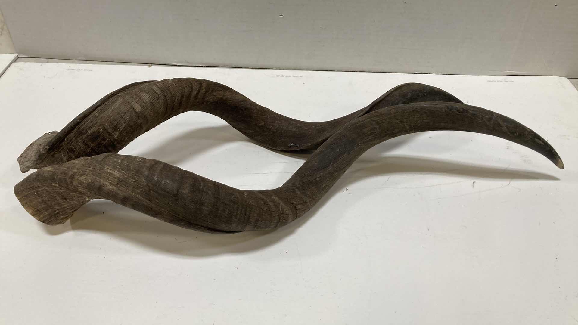 Photo 1 of KUDU HORNS (2) 6” X 5” H 26”
