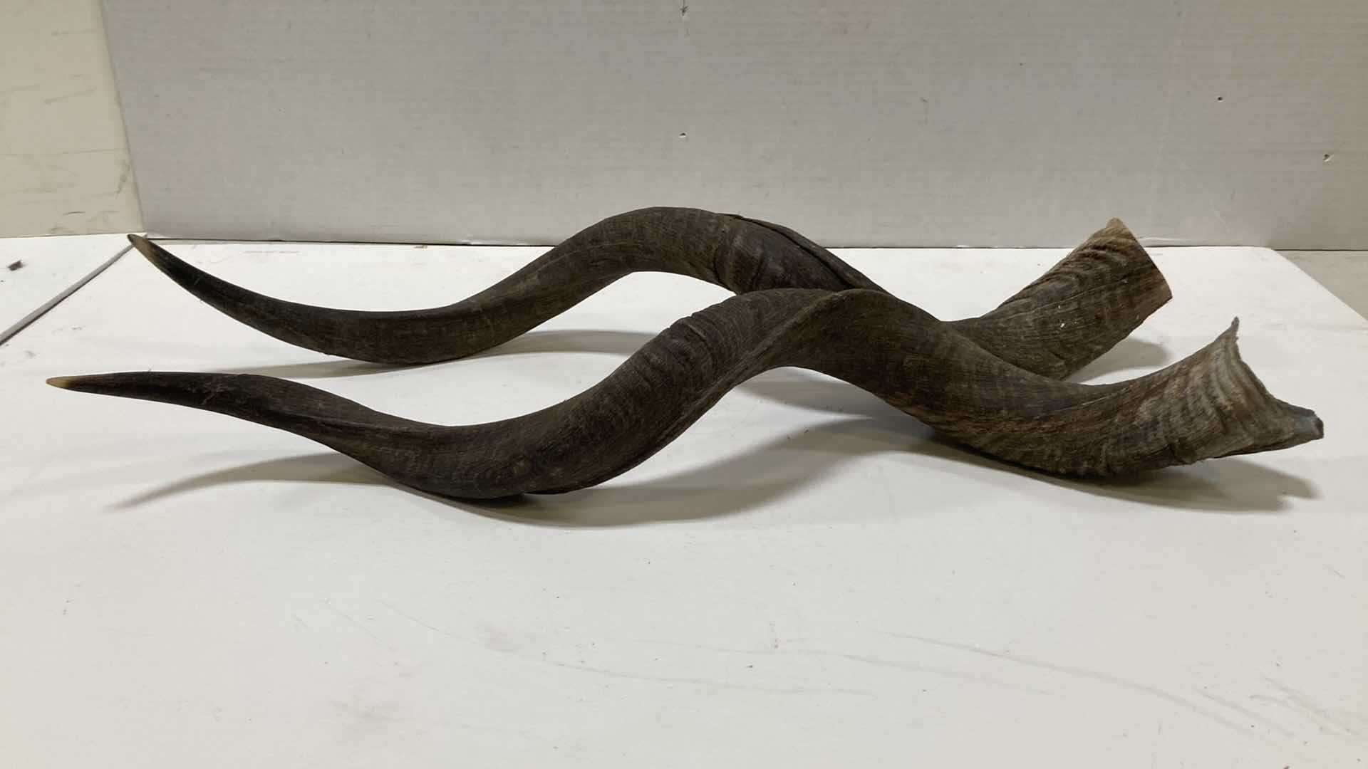 Photo 1 of KUDU HORNS (2) 6” X 5” H 26”