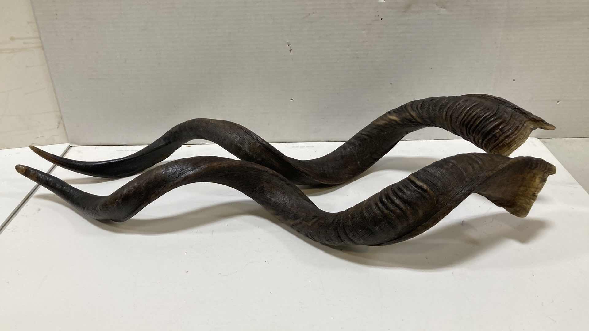 Photo 1 of KUDU HORNS 6” X 7” H 36”