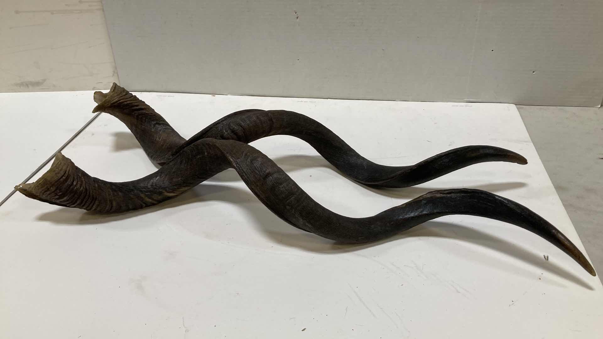 Photo 1 of KUDU HORNS 6” X 7” H 36”