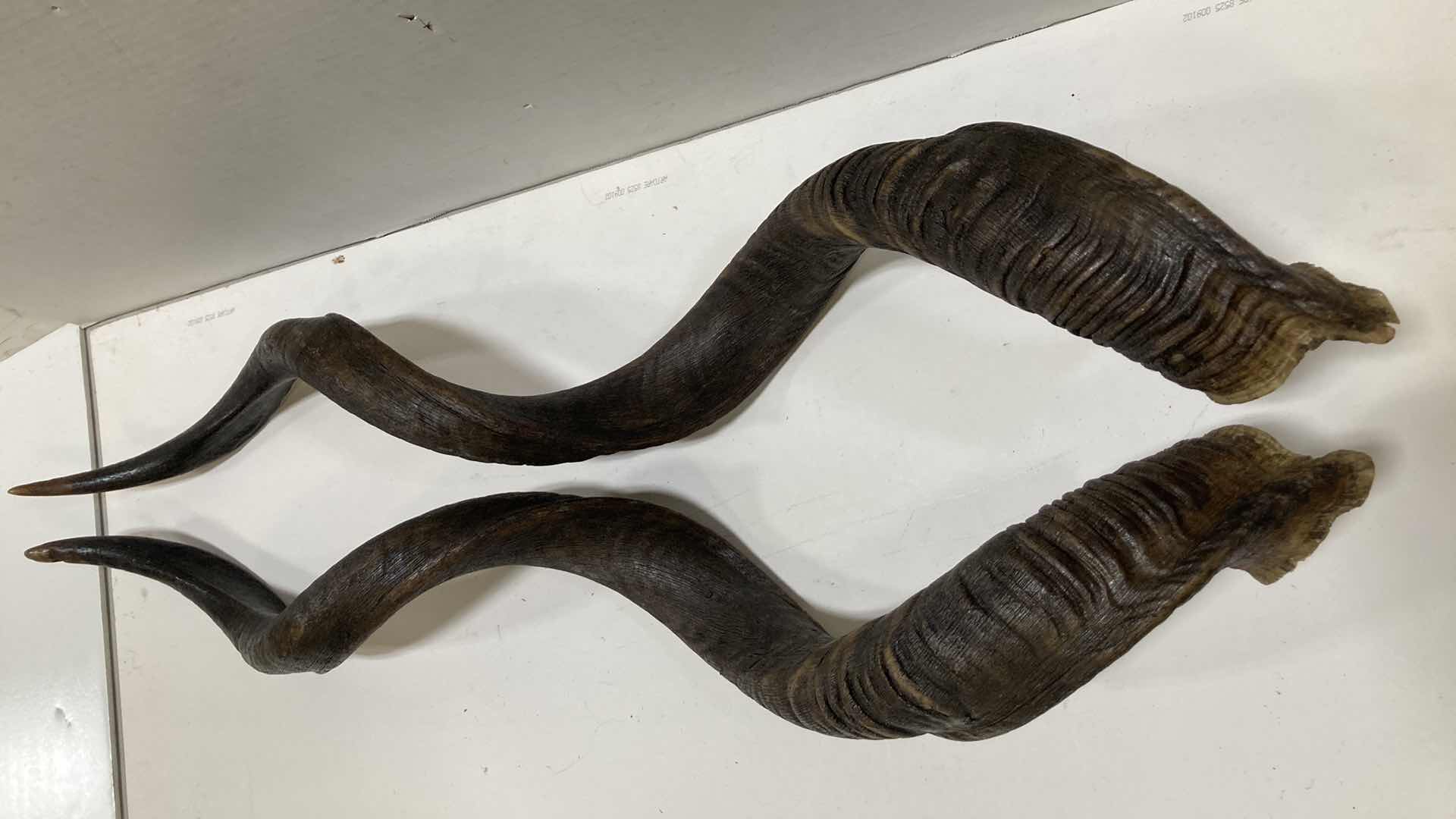 Photo 1 of KUDU HORNS 6” X 7” H 36”