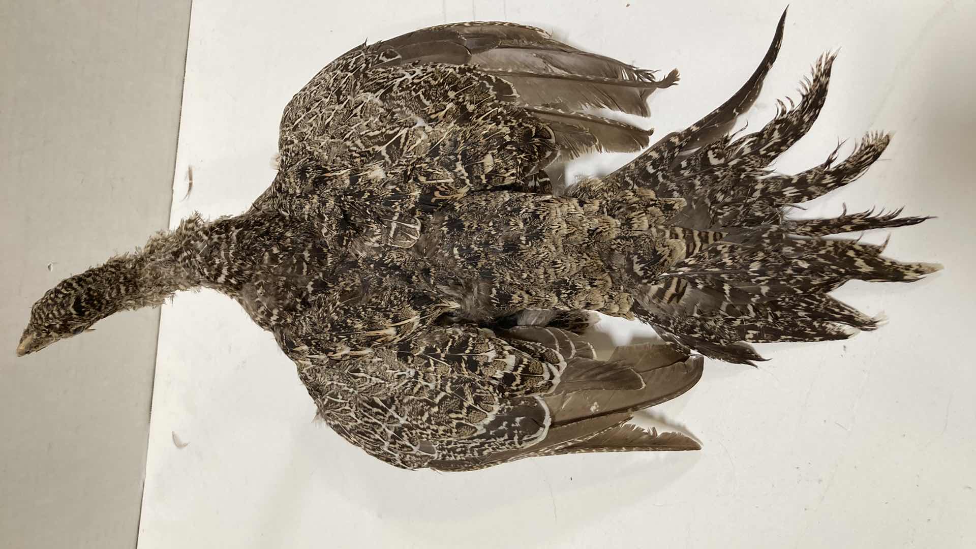 Photo 1 of PARTRIDGE FULL BODY 10” X 18” H 9”