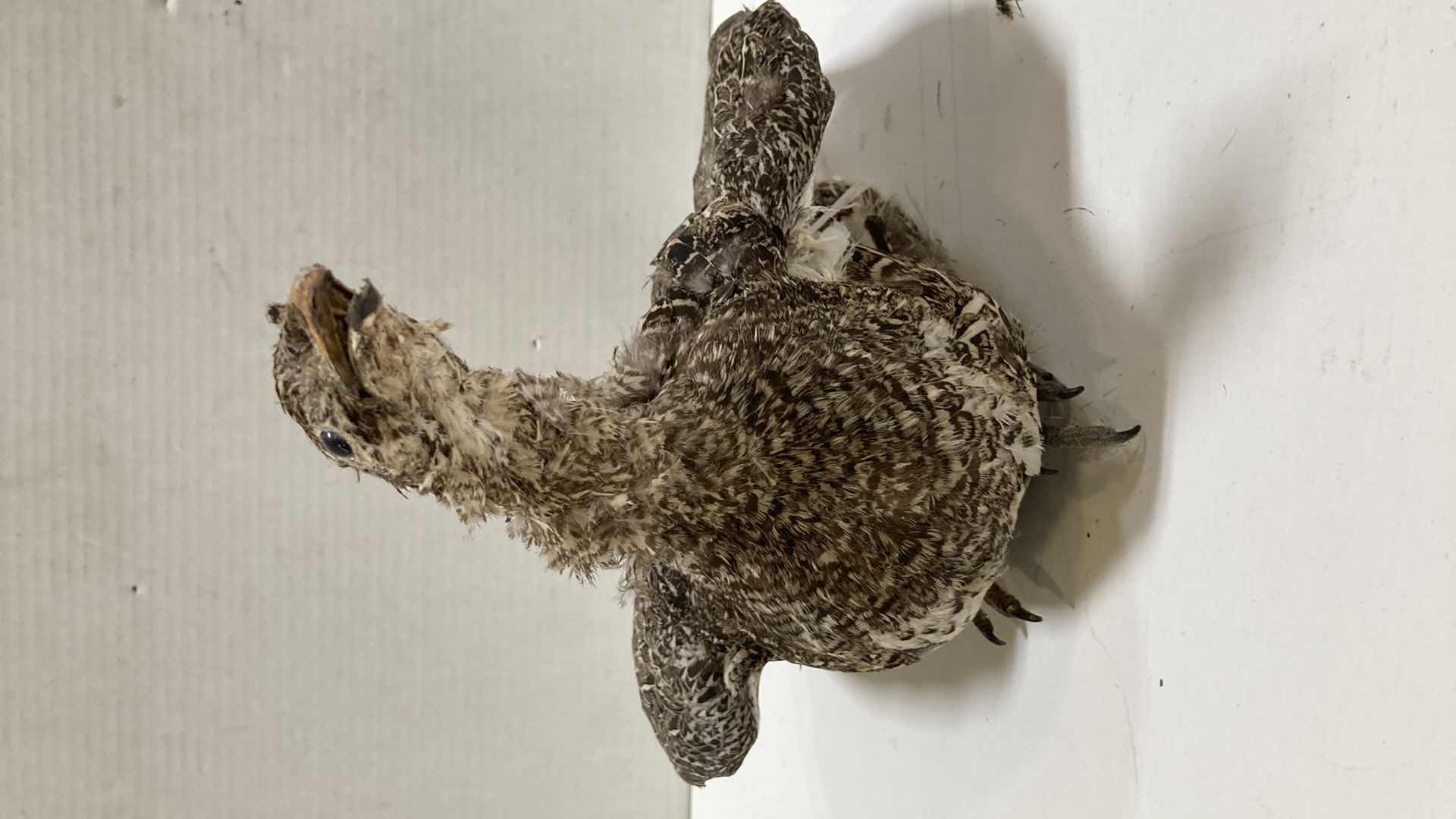 Photo 1 of PARTRIDGE FULL BODY 10” X 18” H 9”