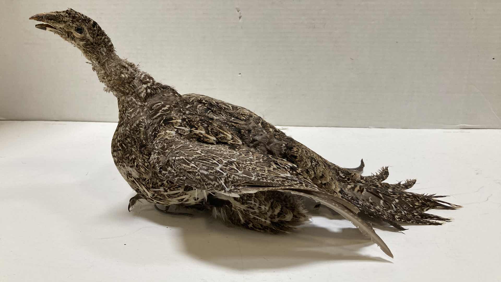 Photo 1 of PARTRIDGE FULL BODY 10” X 18” H 9”