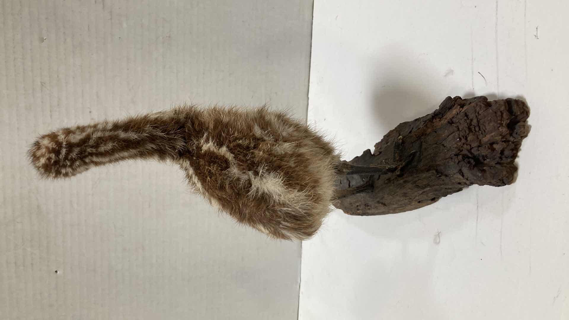 Photo 1 of EMU CHICK MOUNTED ON BARK 6” X 12” H 13”