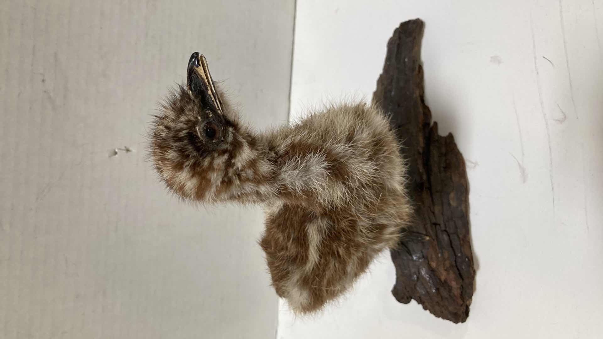 Photo 1 of EMU CHICK MOUNTED ON BARK 6” X 12” H 13”