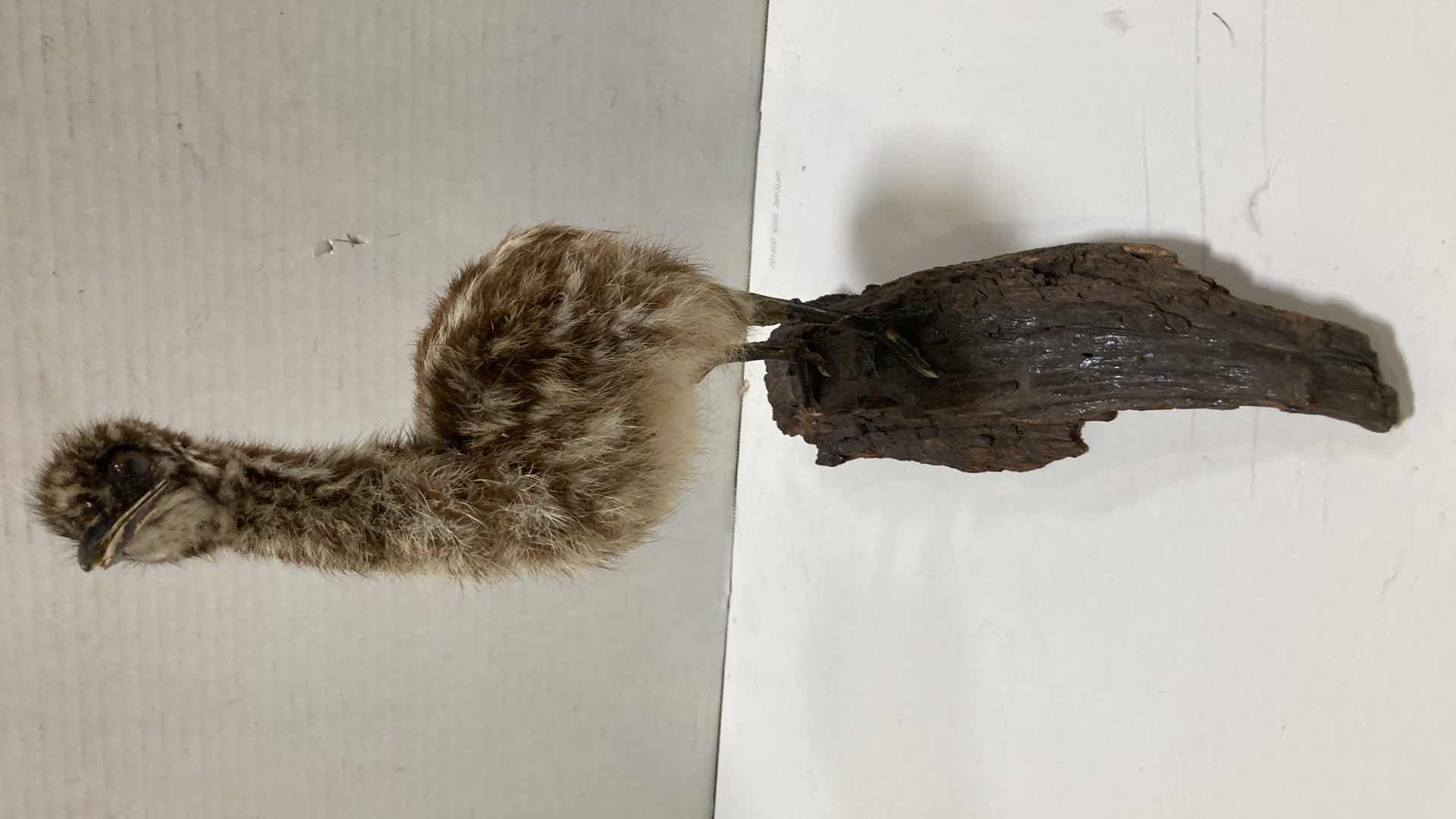 Photo 1 of EMU CHICK MOUNTED ON BARK 6” X 12” H 13”