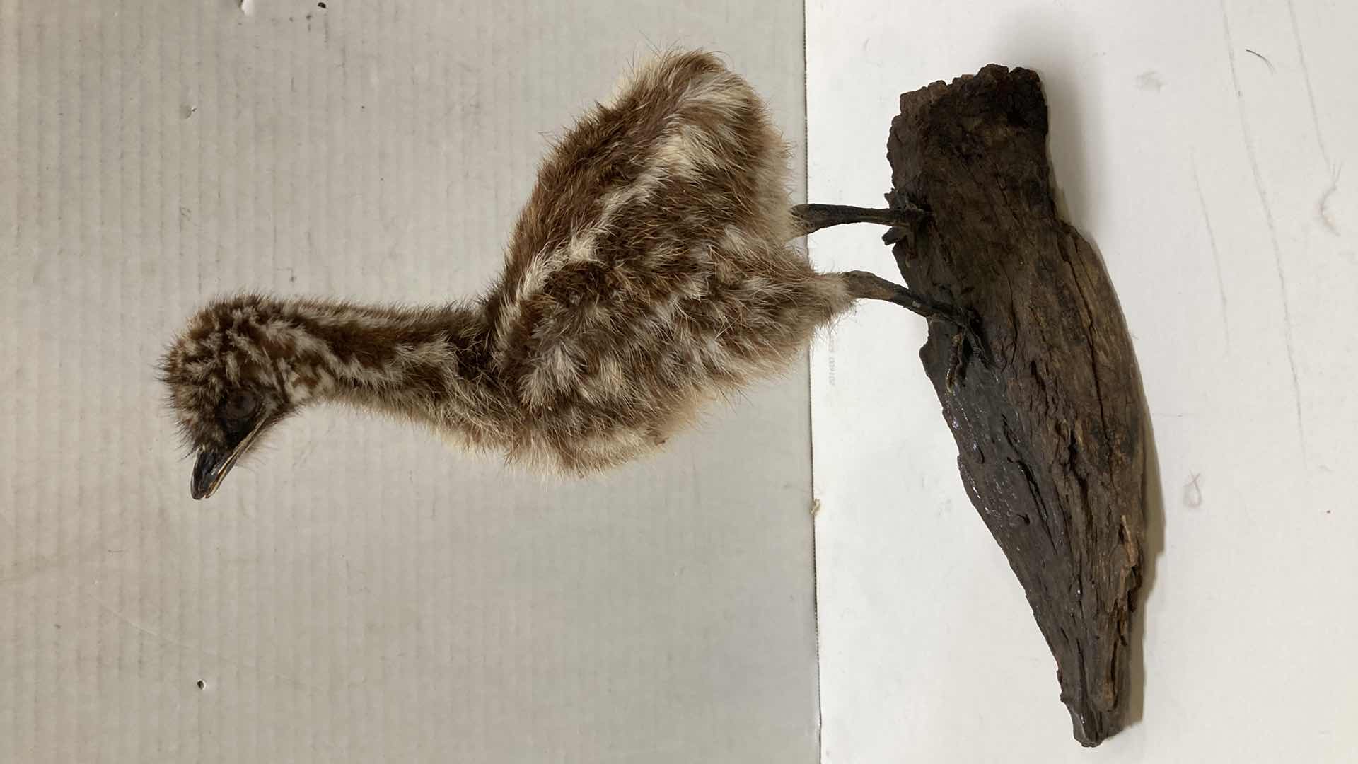 Photo 1 of EMU CHICK MOUNTED ON BARK 6” X 12” H 13”