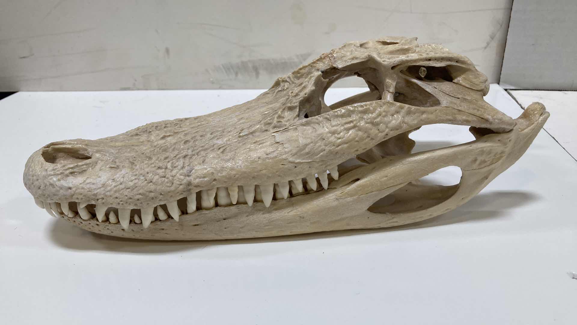 Photo 1 of ALLIGATOR SKULLS 13” X 25” H 10”