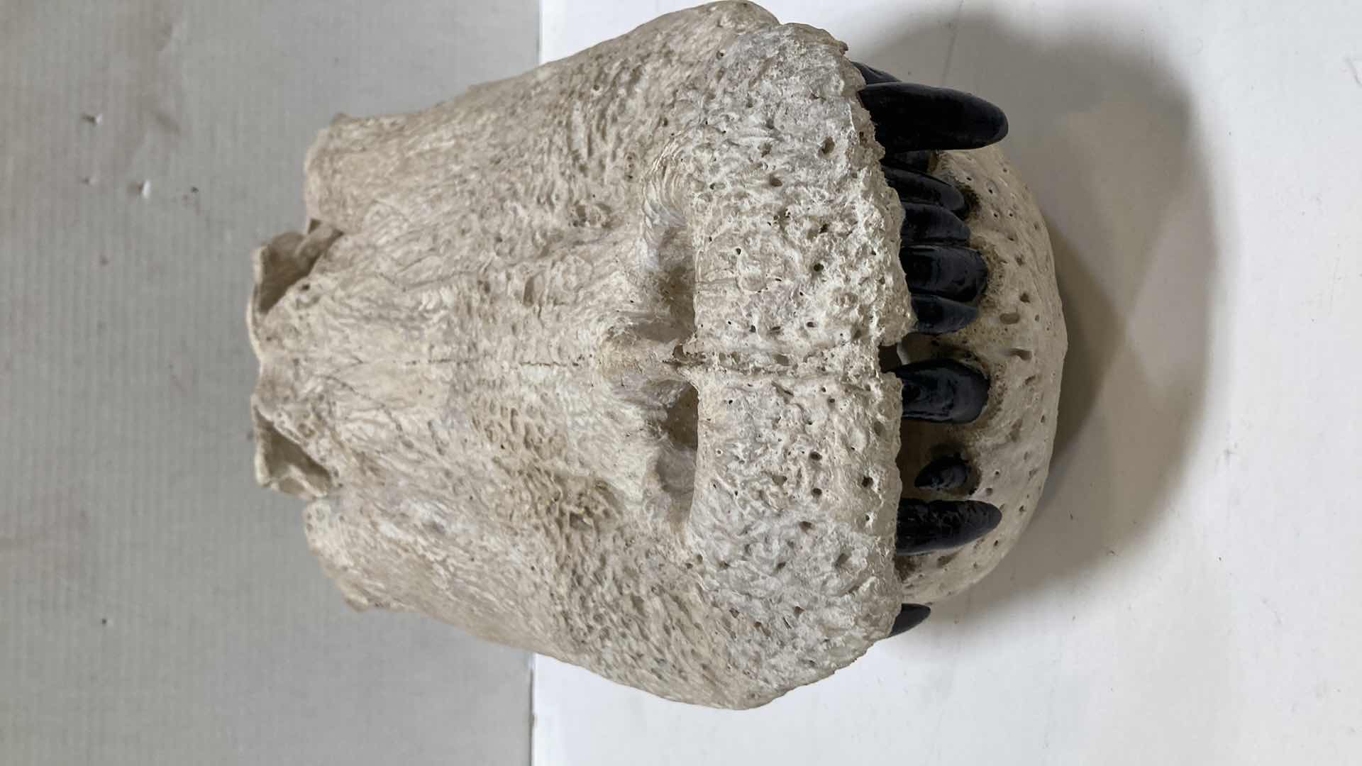 Photo 2 of ALLIGATOR SKULLS 13” X 25” H 10”