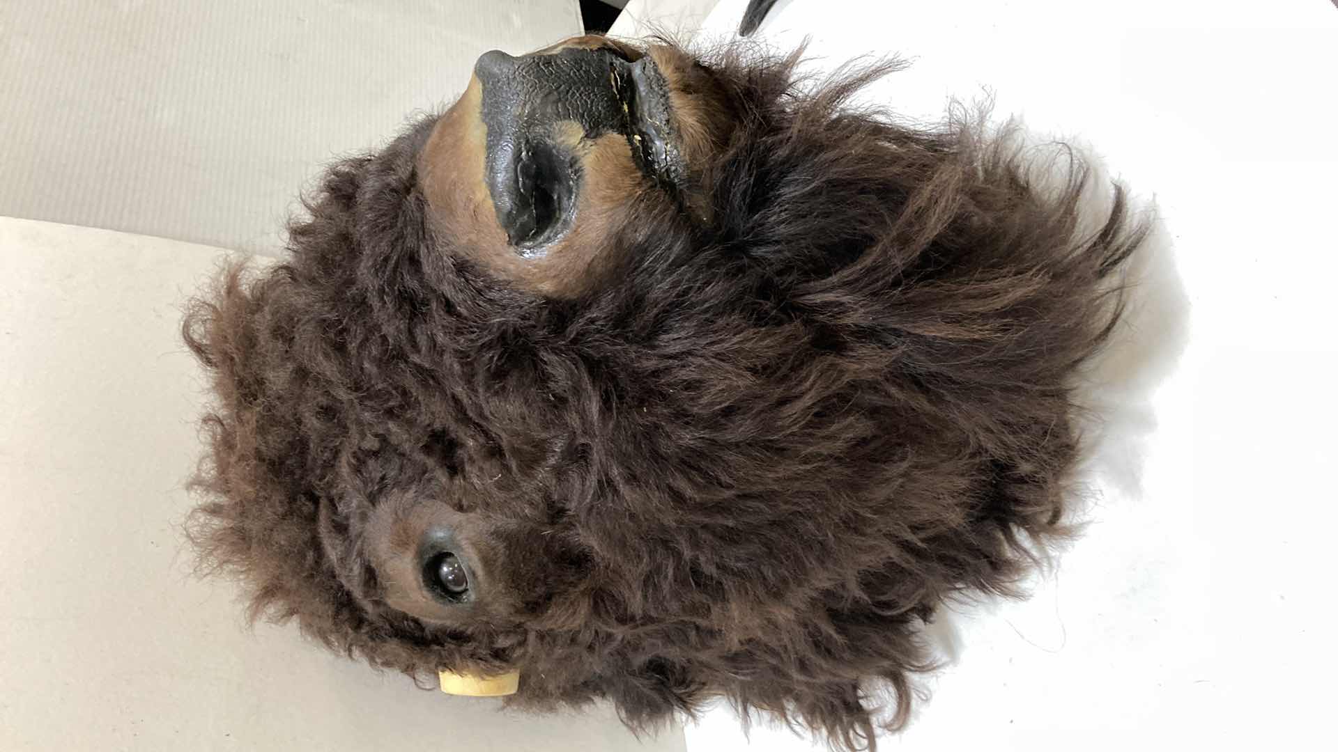 Photo 1 of BUFFALO (REATTACH-ABLE HORNS) 15” X 25” H 30”