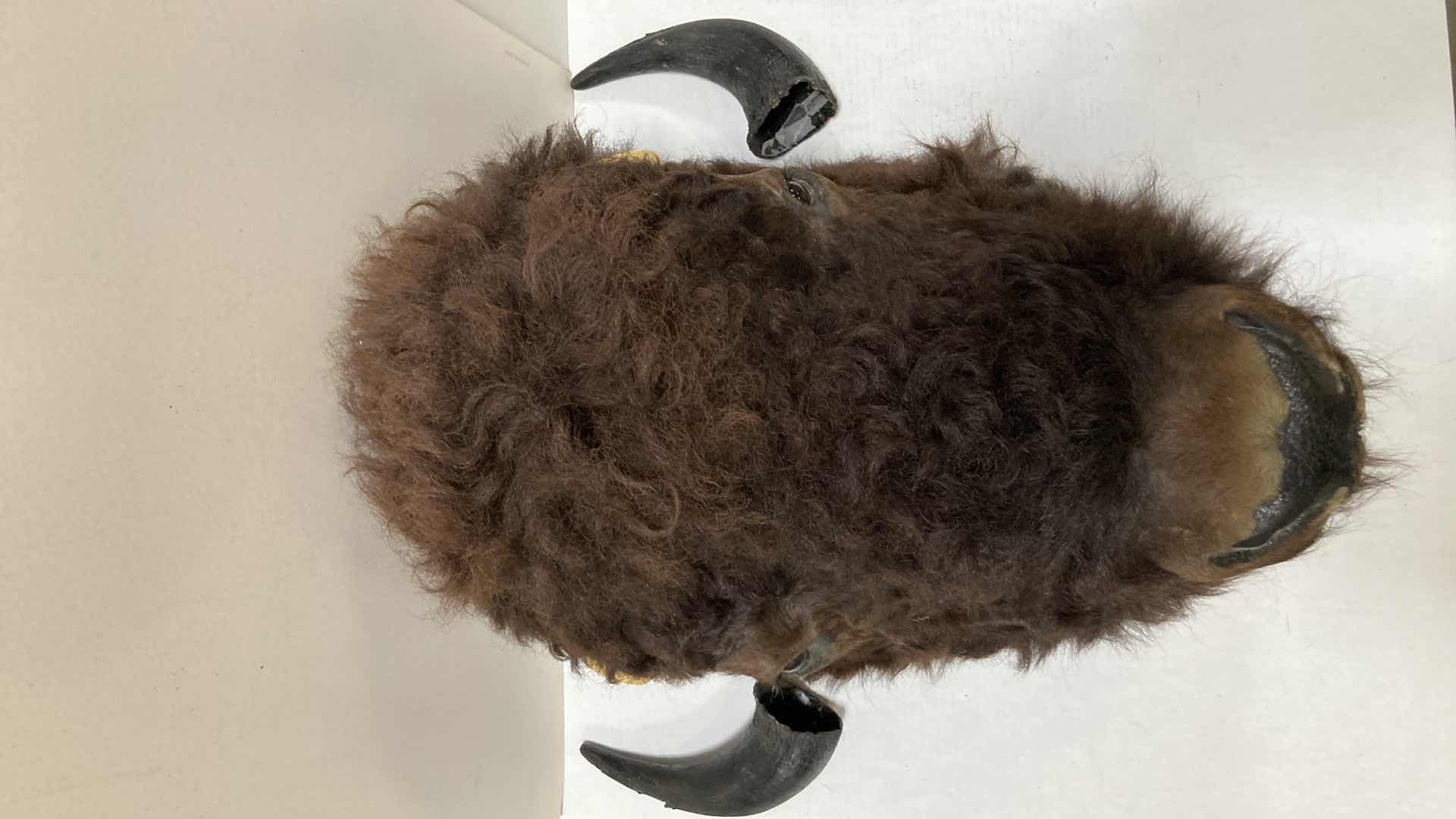 Photo 1 of BUFFALO (REATTACH-ABLE HORNS) 15” X 25” H 30”