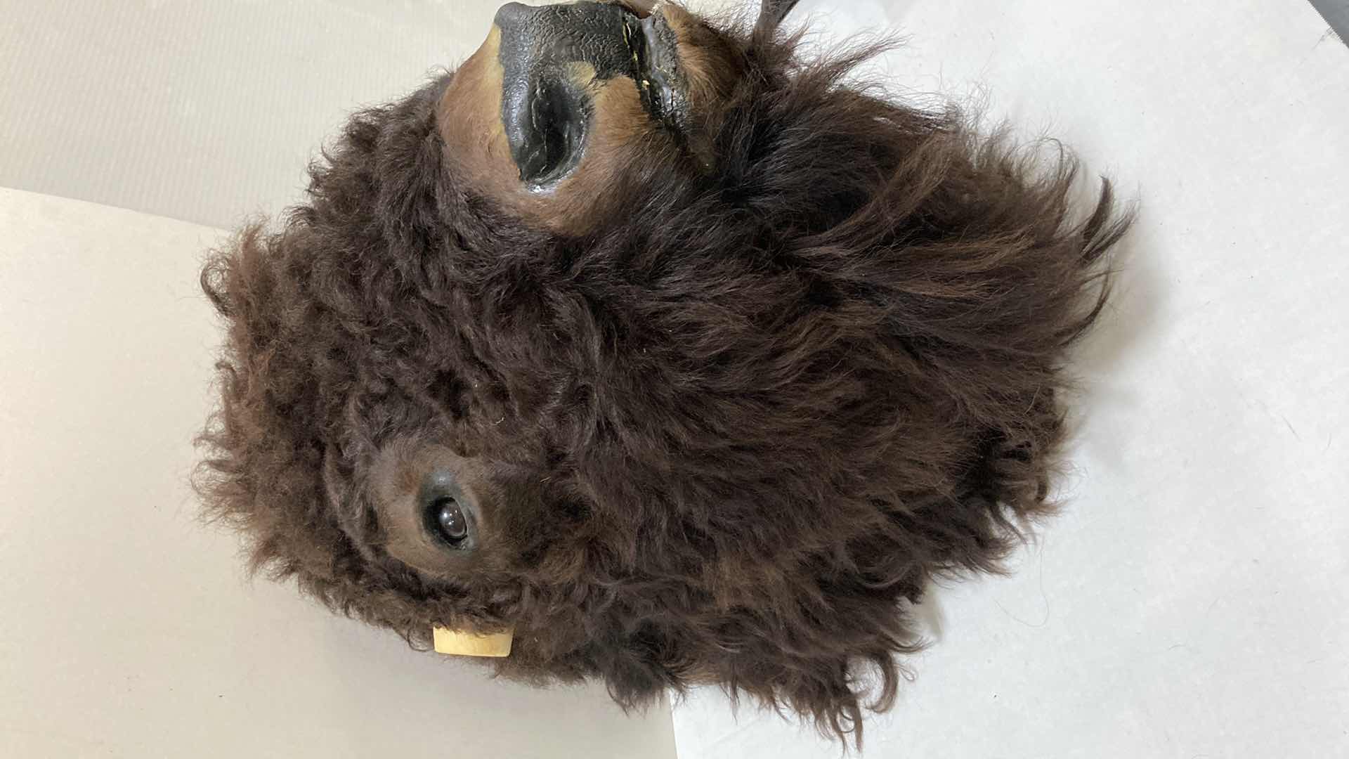 Photo 1 of BUFFALO (REATTACH-ABLE HORNS) 15” X 25” H 30”