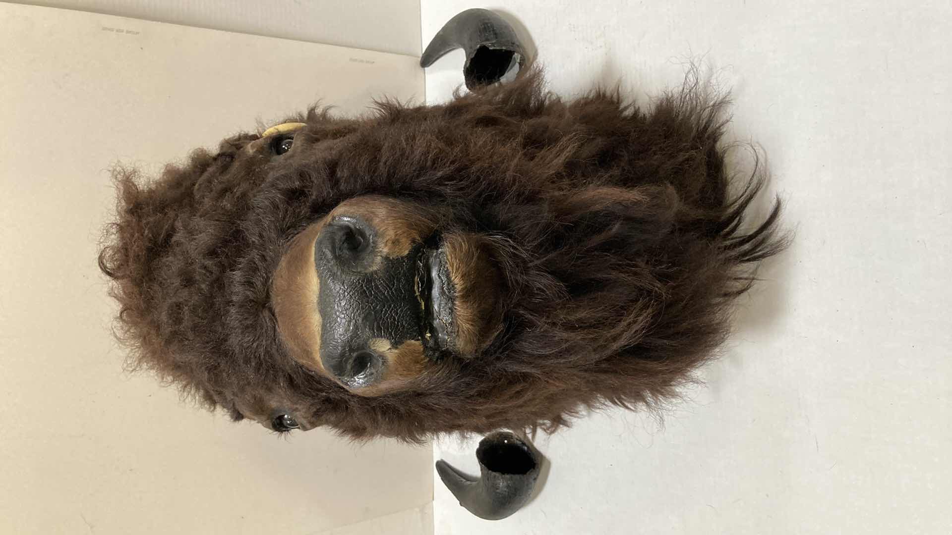 Photo 1 of BUFFALO (REATTACH-ABLE HORNS) 15” X 25” H 30”