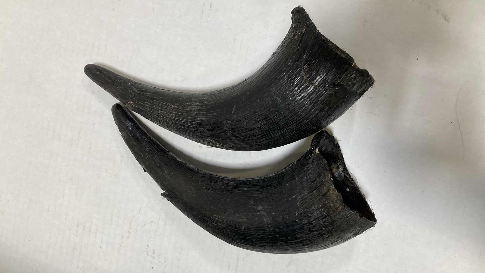 Photo 1 of BUFFALO (REATTACH-ABLE HORNS) 15” X 25” H 30”