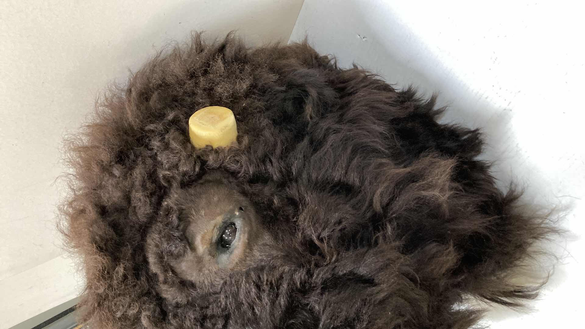 Photo 1 of BUFFALO (REATTACH-ABLE HORNS) 15” X 25” H 30”