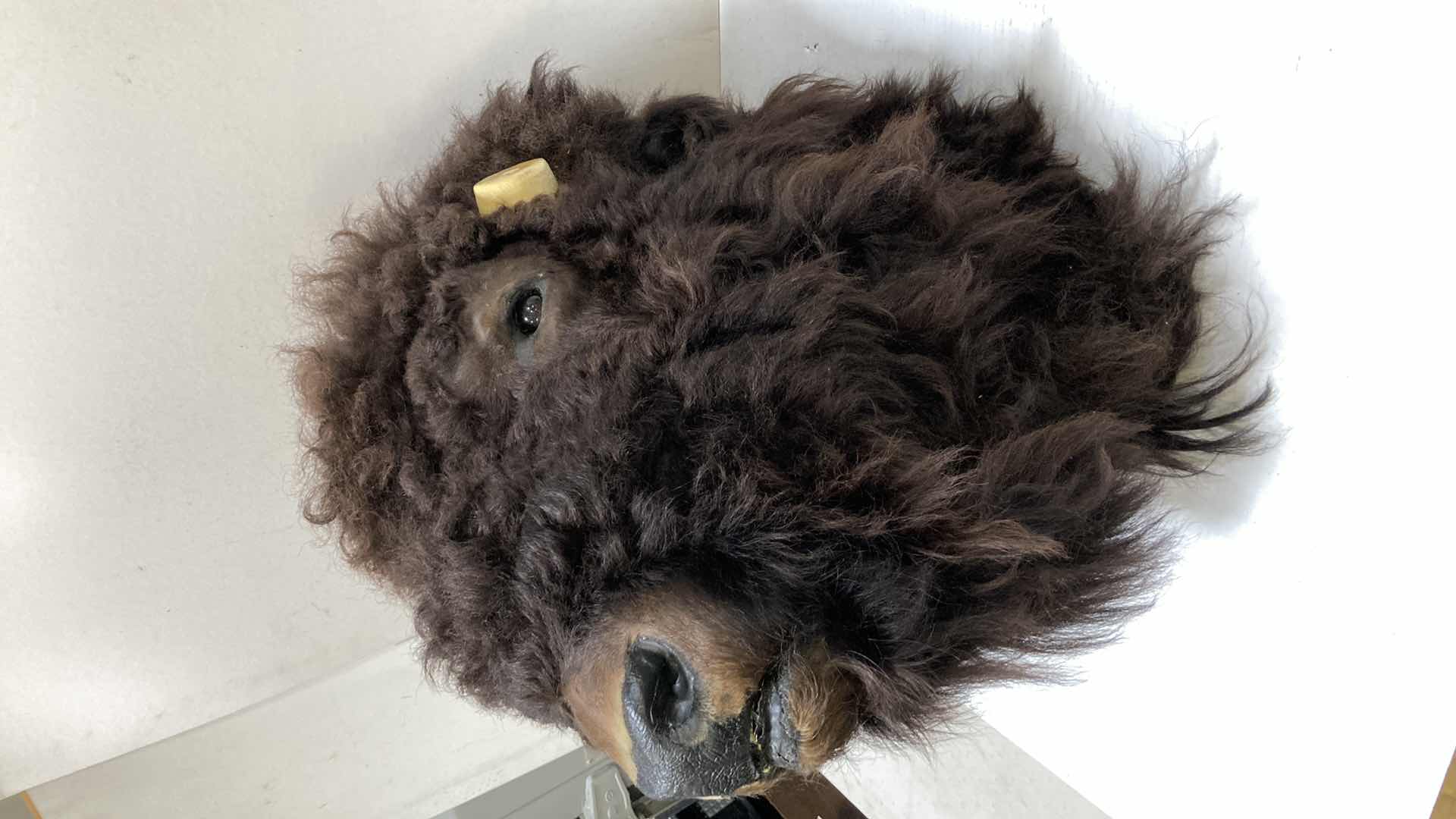 Photo 1 of BUFFALO (REATTACH-ABLE HORNS) 15” X 25” H 30”