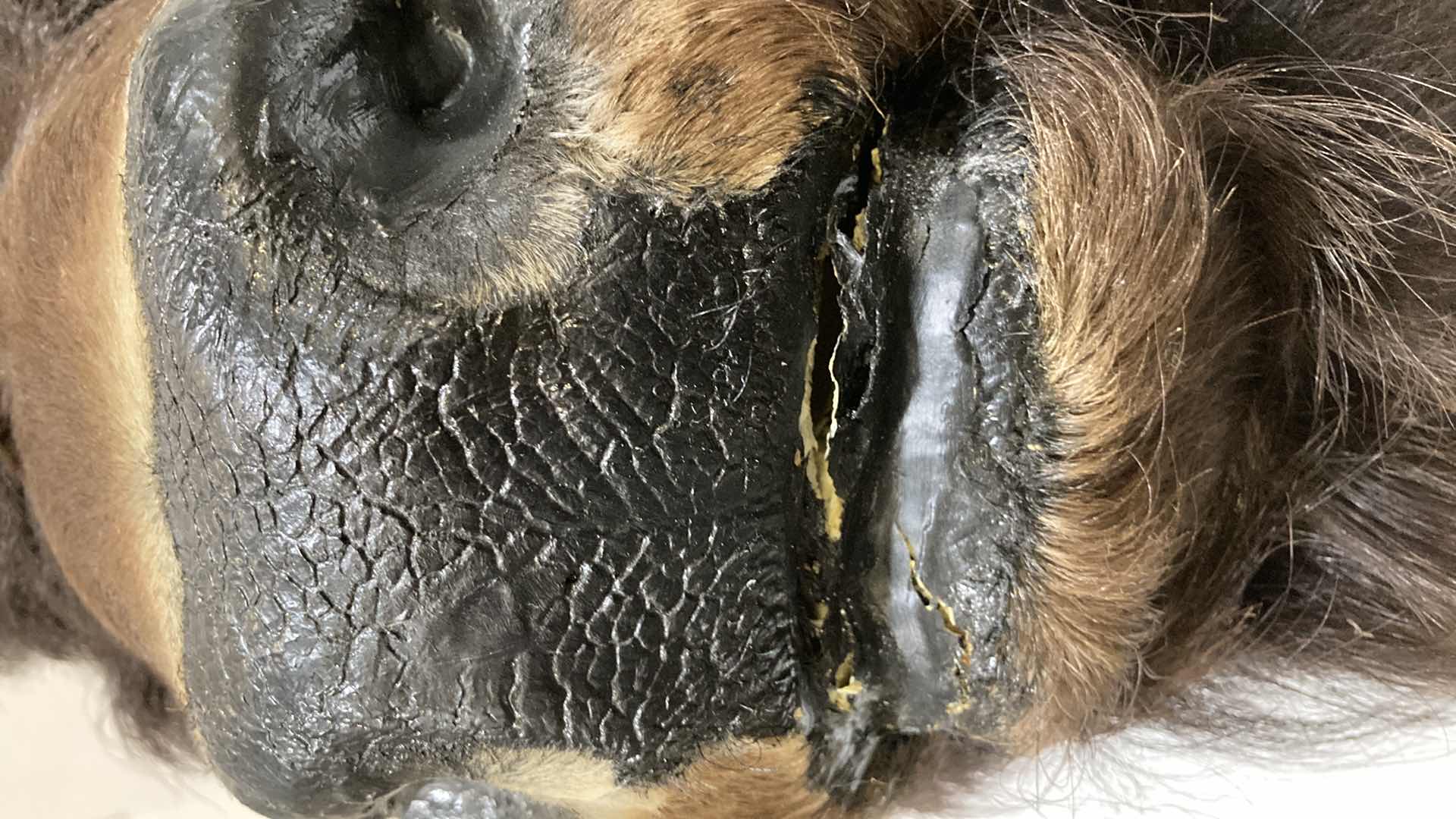 Photo 1 of BUFFALO (REATTACH-ABLE HORNS) 15” X 25” H 30”