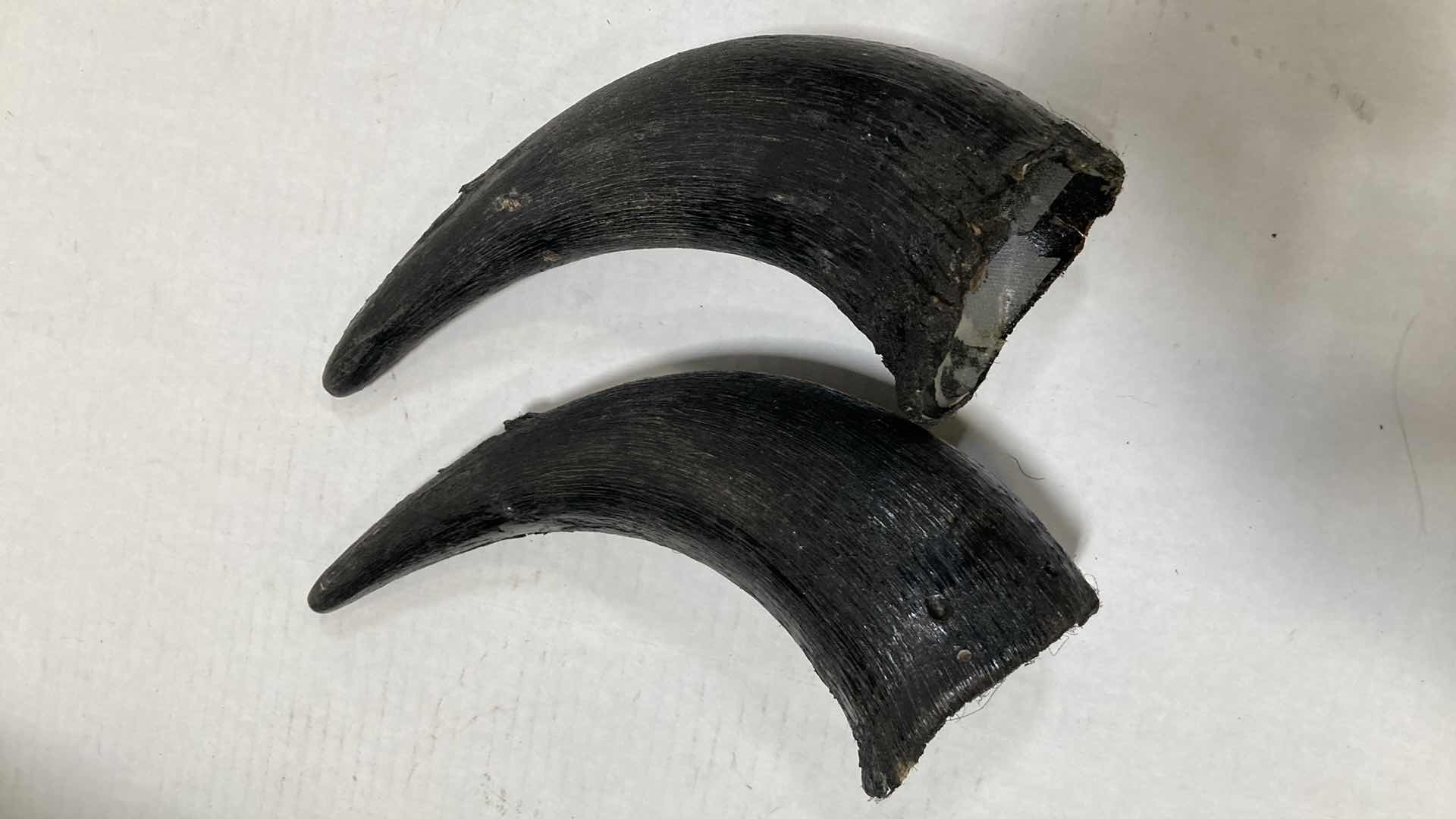 Photo 1 of BUFFALO (REATTACH-ABLE HORNS) 15” X 25” H 30”